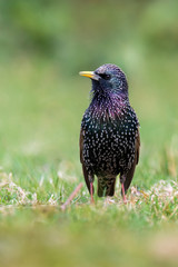 common starling