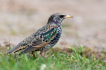 common starling