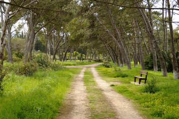 Waldweg