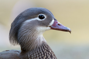 Mandarin duck - Aix galericulata