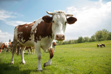 Curious cow