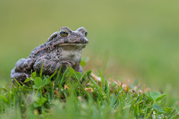 Bufo virdis