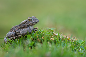 Bufo virdis