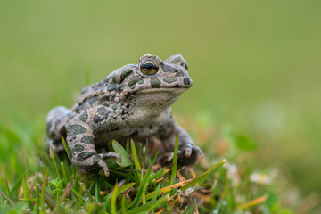 Bufo virdis