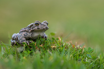 Bufo virdis
