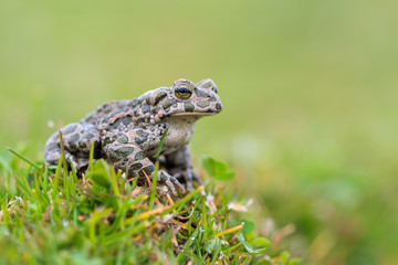 Bufo virdis