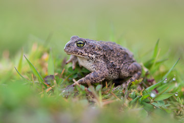 Toad - Bufo calamita