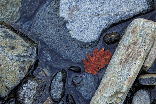 water, river rocks with red leaf