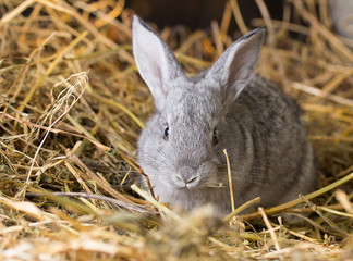 Rabbit on Dry Grass