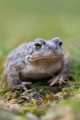 Toad - Bufo calamita