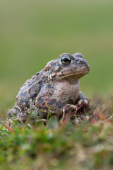 Toad - Bufo calamita