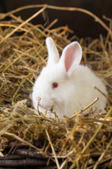 Rabbit on Dry Grass