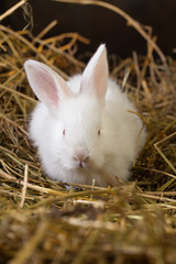 Rabbit on Dry Grass