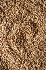 Closeup of grains of wheat