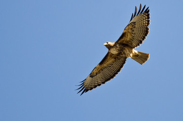Red-Tailed Hawk Flying in a Blue Sky