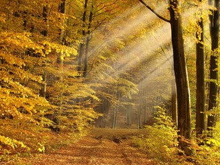 sunny autumn forest