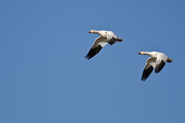 Synchronized Flying Demonstration by a Pair of Snow Geese
