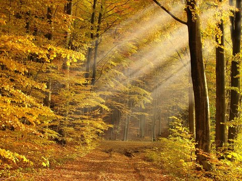 Fototapeta sunny autumn forest