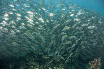 Schooling Fish in Pacific