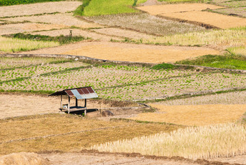 Fototapeta na wymiar Rice field at nan province, thailand