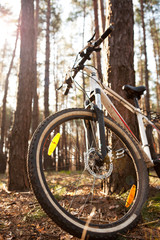 Fototapeta na wymiar Bicycle near a tree in summer or spring forest
