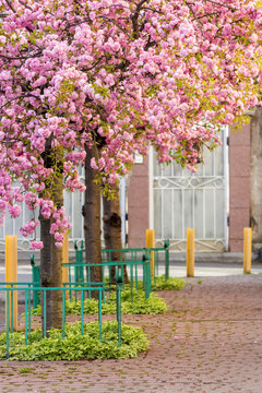 pink blossomed sakura flowers street