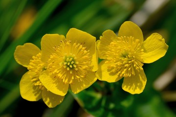 Caltha palustris
