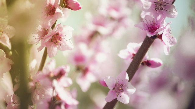 Beautiful Pink Blossoming Peach Flowers on Tree Branch in Spring