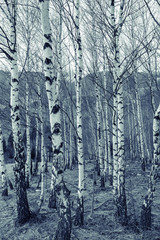 Young birch forest on spring