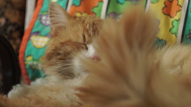 sleeping red cat tail waving slow motion