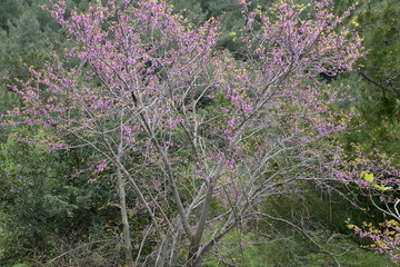 Judasbaum