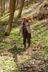 Senior woodcutter with heavy log on shoulder