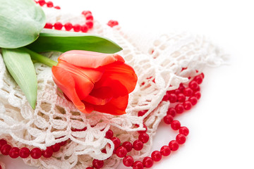 red tulips on white background