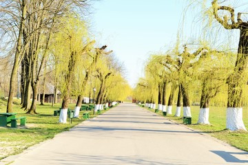 Alley with willows in spring