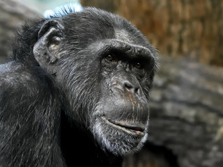 Common Chimpanzee (Pan troglodytes)