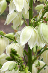 Yucca Filamentosa flowers. Image close-up