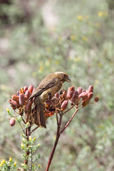 Brauengirlitz (Serinus gularis)