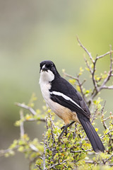 Fiskalw&uuml;rger (Lanius collaris)