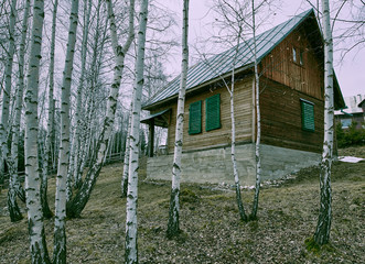 Wooden cottage in a birch forest