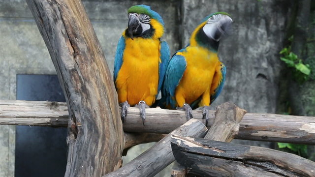 Blue-and-Yellow Macaw, Ara ararauna