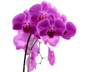 Fototapeta na wymiar Macro shot of pink orchid isolated on white