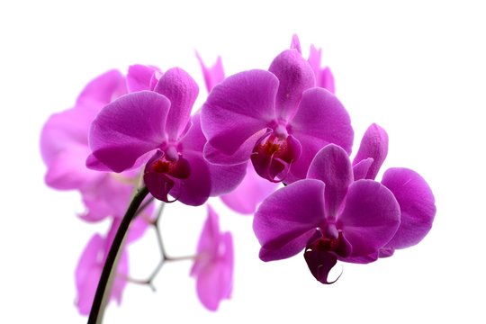 Fototapeta Macro shot of pink orchid isolated on white