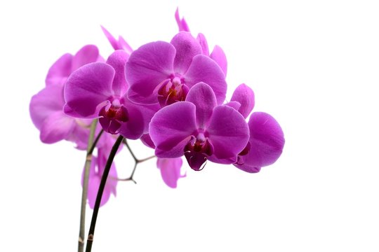 Macro shot of pink orchid isolated on white