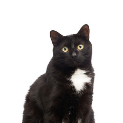 Black cat isolated