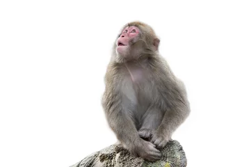 Abwaschbare Fototapete Affe Affe auf weißem Hintergrund