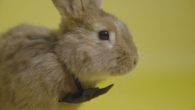 the rabbit in black bow-tie yellow background