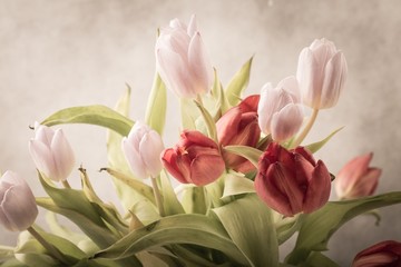 Tulips studio shot