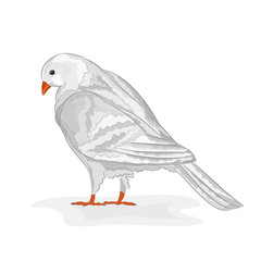 White pigeon vector