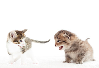 two kittens are angry over a white background
