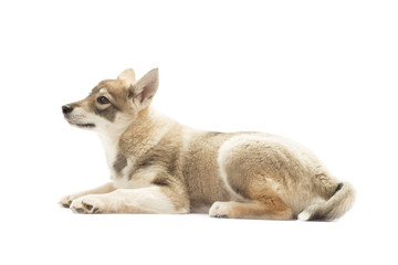 Siberian Husky lies on a white background